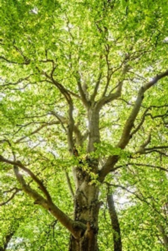 Bois et Forêts